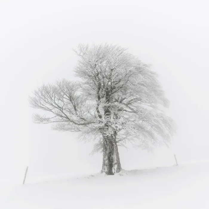 Framed Print : European Beech -Fagus sylvatica-, wind-bent beech on Schauinsland Mountain in winter, Breisgau, Schwarzwald, Baden-Wurttemberg, Germany Framed Print : European Beech -Fagus sylvatica-, wind-bent beech on Schauinsland Mountain in winter, Breisgau, Schwarzwald, Baden-Wurttemberg, Germany