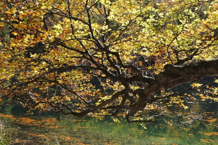 Framed Print : European Beech -Fagus sylvatica- on lake Hinterer Langbathsee in autumn, Ebensee, Salzkammergut region, Upper Austria, Austria, Europe Framed Print : European Beech -Fagus sylvatica- on lake Hinterer Langbathsee in autumn, Ebensee, Salzkammergut region, Upper Austria, Austria, Europe