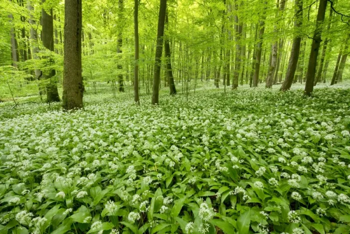 Framed Print : European Beech forest -Fagus sylvatica- with flowering Wild Garlic or Ramsons -Allium ursinum-, Hainich National Park, Thuringia, Germany Framed Print : European Beech forest -Fagus sylvatica- with flowering Wild Garlic or Ramsons -Allium ursinum-, Hainich National Park, Thuringia, Germany