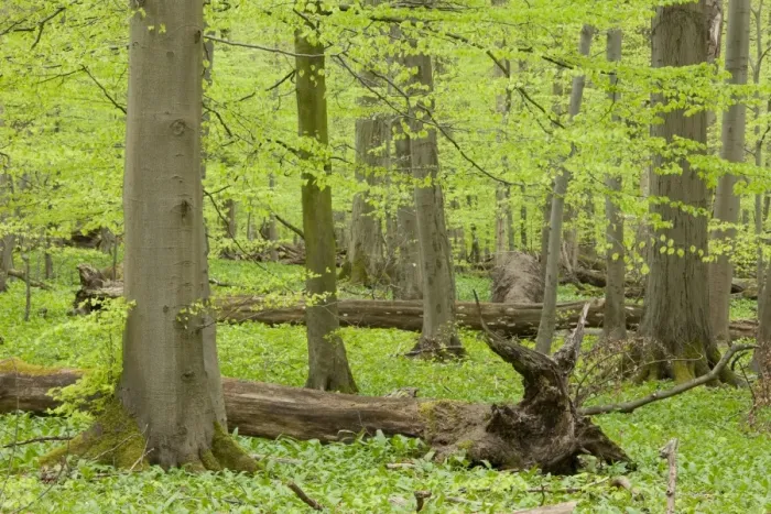 Framed Print : European beech forest in spring, beeches -Fagus sylvatica- with a lot of dead wood, Hainich National Park, Thuringia, Germany Framed Print : European beech forest in spring, beeches -Fagus sylvatica- with a lot of dead wood, Hainich National Park, Thuringia, Germany