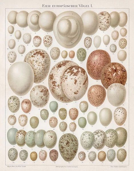 European birds eggs chromolithograph 1895