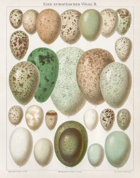 Framed Print : European birds eggs chromolithograph 1895 Framed Print : European birds eggs chromolithograph 1895