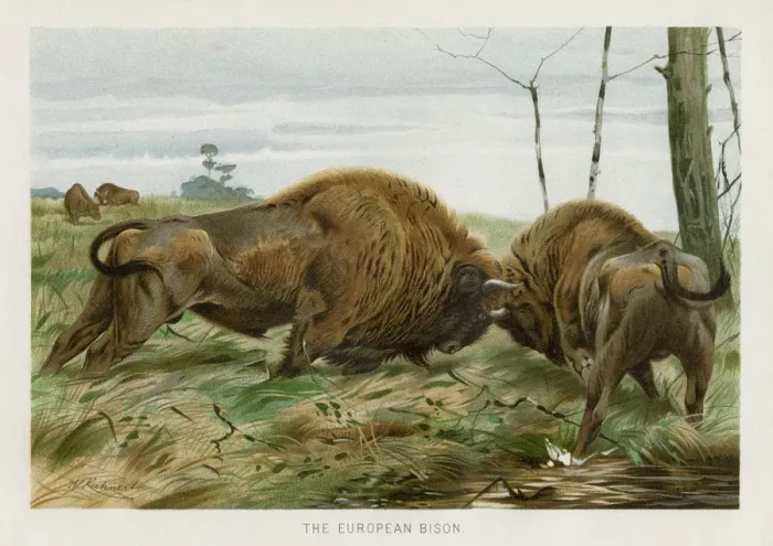 Framed Print : European bison chromolithograph 1896