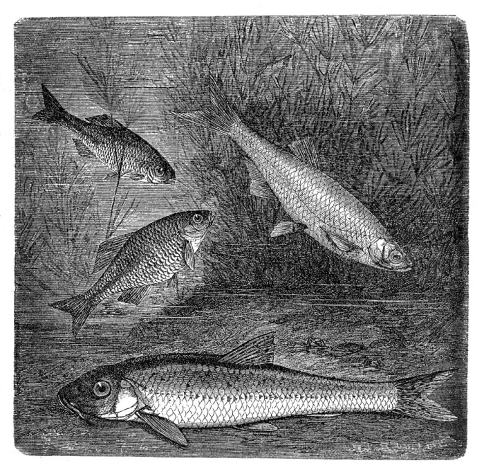 Framed Print : European bitterling, bleak and gudgeon Framed Print : European bitterling, bleak and gudgeon