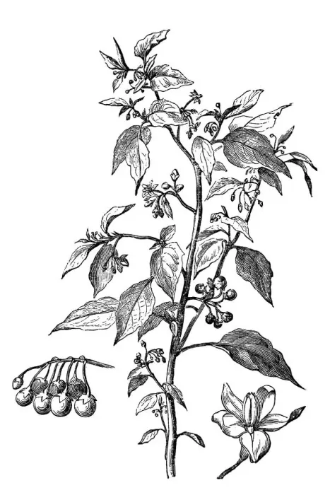 Framed Print : European black nightshade (Solanum nigrum) Framed Print : European black nightshade (Solanum nigrum)