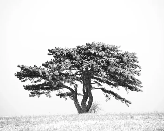 Framed Print : European Black Pine -Pinus nigra-, Triestingtal, Lower Austria, Austria, Europe Framed Print : European Black Pine -Pinus nigra-, Triestingtal, Lower Austria, Austria, Europe