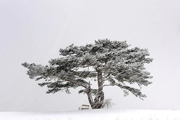 European Black Pine -Pinus nigra- in a snowstorm, Lower Austria, Austria, Europe