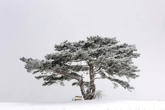 Framed Print : European Black Pine -Pinus nigra- in a snowstorm, Lower Austria, Austria, Europe Framed Print : European Black Pine -Pinus nigra- in a snowstorm, Lower Austria, Austria, Europe
