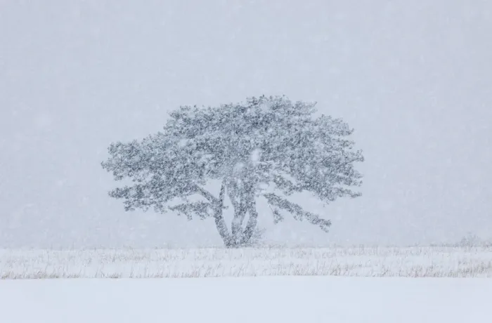 Framed Print : European Black Pine -Pinus nigra- in a snowstorm, Lower Austria, Austria, Europe Framed Print : European Black Pine -Pinus nigra- in a snowstorm, Lower Austria, Austria, Europe