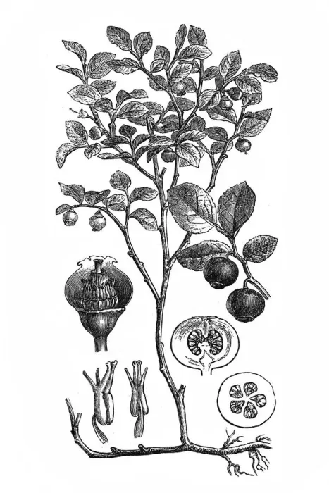 Framed Print : European blueberry (Vaccinium Myrtillus) Framed Print : European blueberry (Vaccinium Myrtillus)