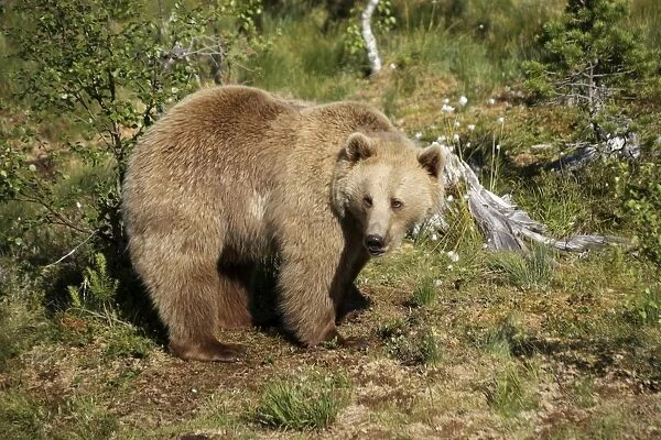 European brown bear -Ursus arctos- captive, Norway