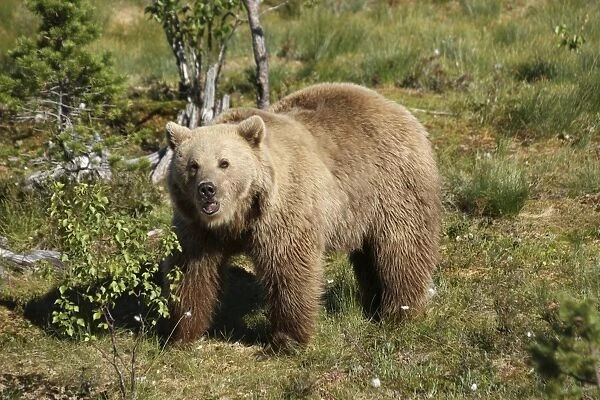 European brown bear -Ursus arctos- captive, Norway