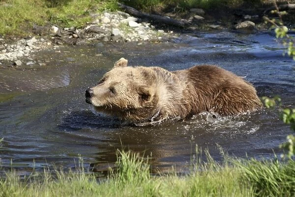 European brown bear -Ursus arctos- in water, captive, Norway