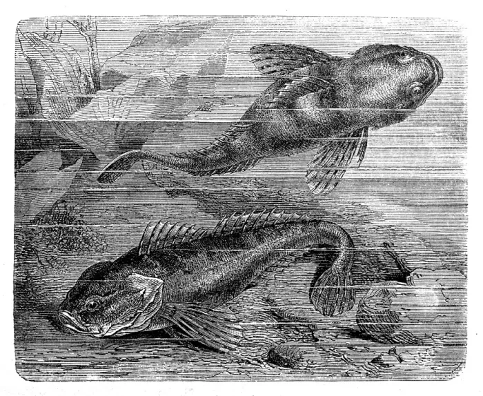 Framed Print : The European bullhead (Cottus gobio) Framed Print : The European bullhead (Cottus gobio)