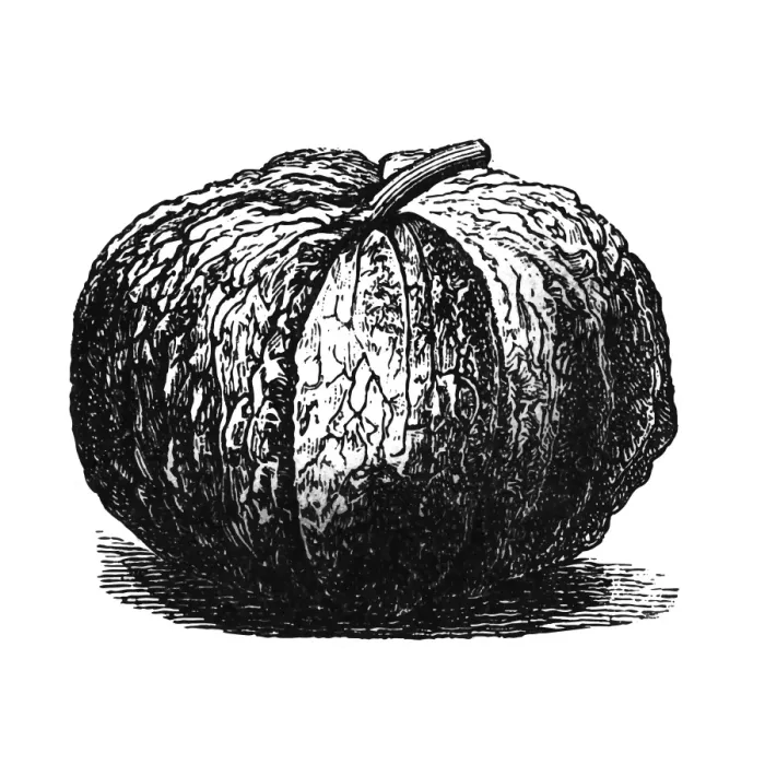 Framed Print : European Cantaloupe Framed Print : European Cantaloupe