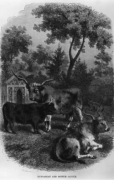 European Cattle