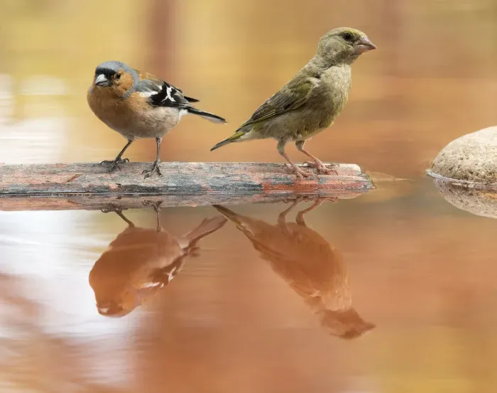 Framed Print : European Chaffinch male, bird species, (Fringilla coelebs ). European Greenfinch (Chloris chloris), famale, on a stone reflected in water Framed Print : European Chaffinch male, bird species, (Fringilla coelebs ). European Greenfinch (Chloris chloris), famale, on a stone reflected in water