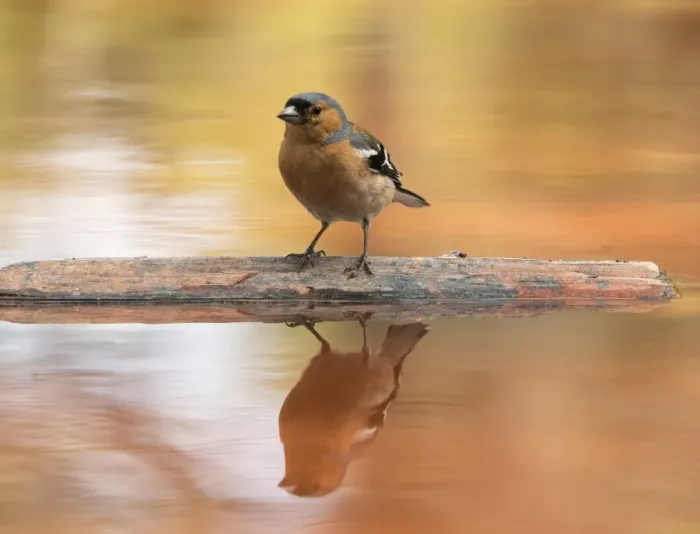 Framed Print : European Chaffinch, male Chaffinch bird species, (Fringilla coelebs ), Spain. On a stone reflected in water Framed Print : European Chaffinch, male Chaffinch bird species, (Fringilla coelebs ), Spain. On a stone reflected in water
