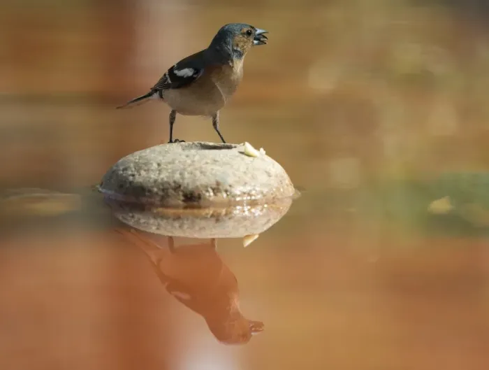 Framed Print : European Chaffinch, male Chaffinch bird species, (Fringilla coelebs ), Spain. On a stone reflected in water Framed Print : European Chaffinch, male Chaffinch bird species, (Fringilla coelebs ), Spain. On a stone reflected in water