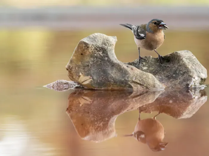 Framed Print : European Chaffinch, male Chaffinch bird species, (Fringilla coelebs ), Spain. On a stone reflected in water Framed Print : European Chaffinch, male Chaffinch bird species, (Fringilla coelebs ), Spain. On a stone reflected in water