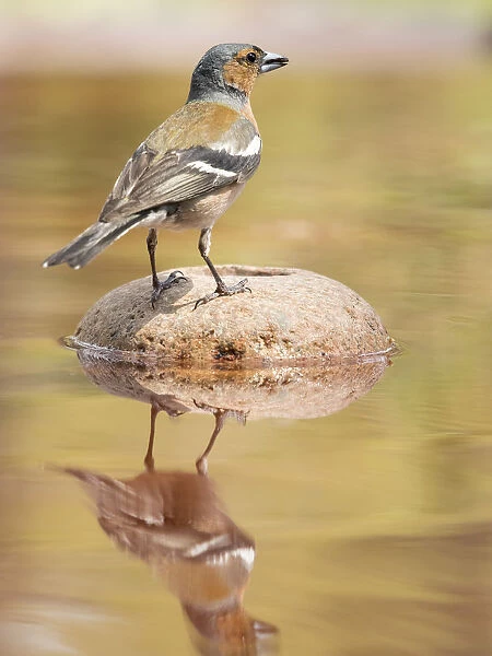 European Chaffinch male, Chaffinch bird species, (Fringilla coelebs ), Spain. On a stone reflected in water
