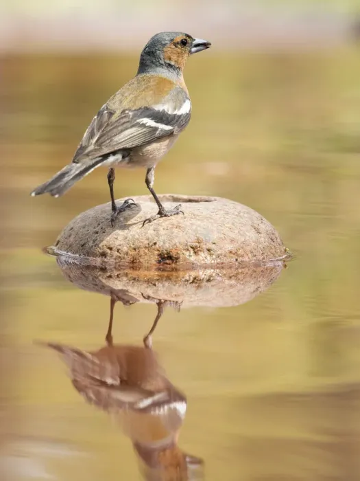 Framed Print : European Chaffinch male, Chaffinch bird species, (Fringilla coelebs ), Spain. On a stone reflected in water