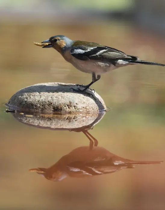 Framed Print : European Chaffinch, male Chaffinch bird species, (Fringilla coelebs ), Spain. On a stone reflected in water