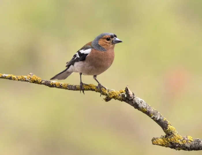 Framed Print : European Chaffinch, male Chaffinch bird species, (Fringilla coelebs ), Spain