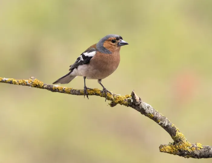 Framed Print : European Chaffinch, male Chaffinch bird species, (Fringilla coelebs ), Spain