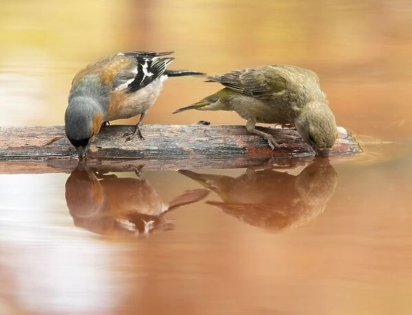 European Chaffinch, male Chaffinch bird species, (Fringilla coelebs ). Red Crossbill (Loxia curvirostra) male, drinking on a stone with its reflection in the water