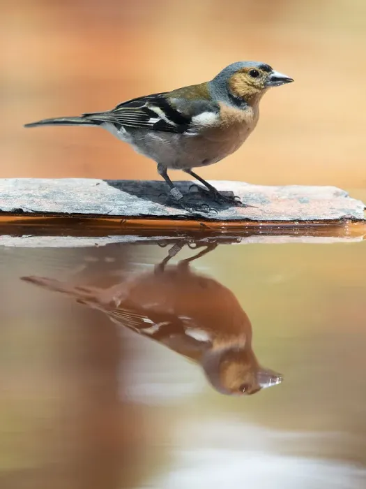Framed Print : European Chaffinch, male Chaffinch bird species, (Fringilla coelebs ), Spain. On a stone reflected in water