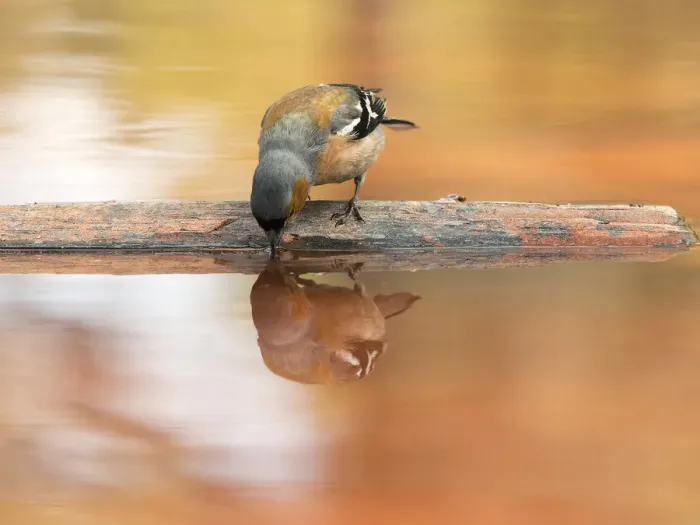 Framed Print : European Chaffinch, male Chaffinch bird species, (Fringilla coelebs ), Spain. On a stone reflected in water Framed Print : European Chaffinch, male Chaffinch bird species, (Fringilla coelebs ), Spain. On a stone reflected in water