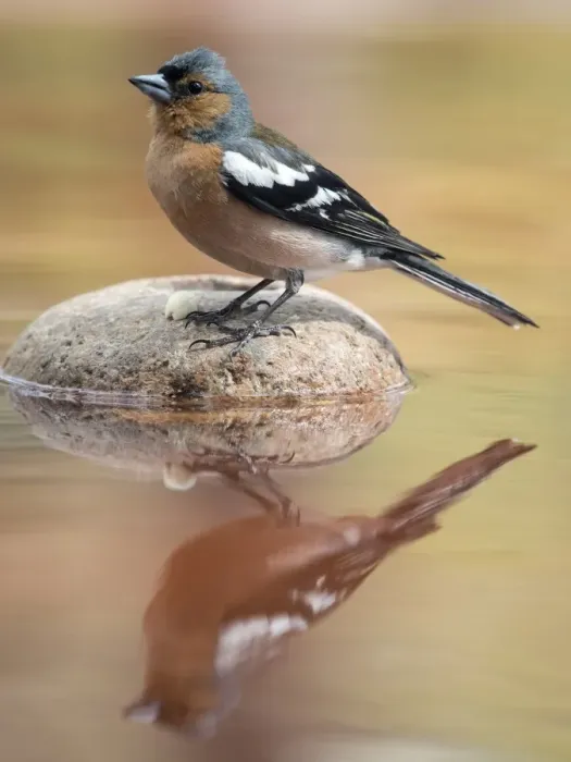 Framed Print : European Chaffinch, male Chaffinch bird species, (Fringilla coelebs ), Spain. On a stone reflected in water Framed Print : European Chaffinch, male Chaffinch bird species, (Fringilla coelebs ), Spain. On a stone reflected in water