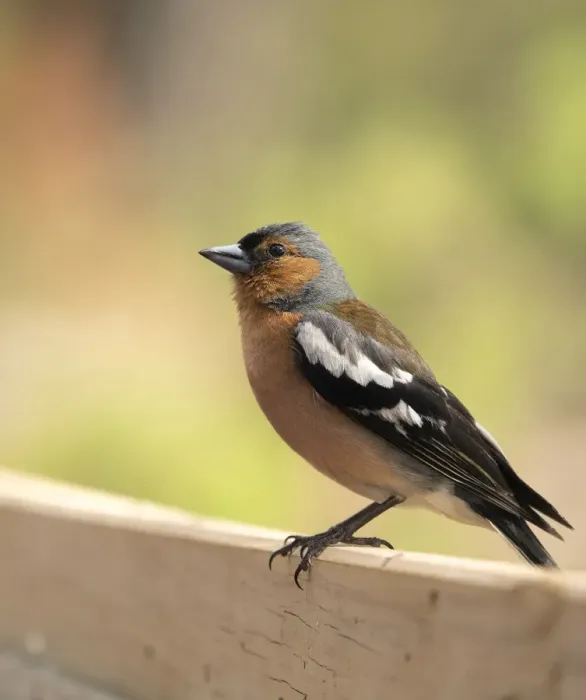Framed Print : European Chaffinch, male Chaffinch bird species, (Fringilla coelebs ), Spain. On a stone reflected in water