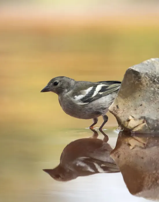 Framed Print : European Chaffinch, male Chaffinch bird species, (Fringilla coelebs ), Spain. On a stone reflected in water