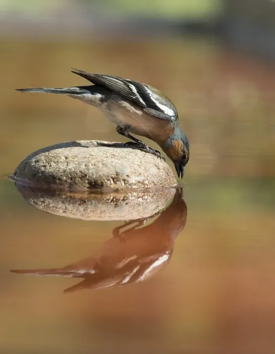 Framed Print : European Chaffinch, male Chaffinch bird species, (Fringilla coelebs ), Spain. On a stone reflected in water Framed Print : European Chaffinch, male Chaffinch bird species, (Fringilla coelebs ), Spain. On a stone reflected in water