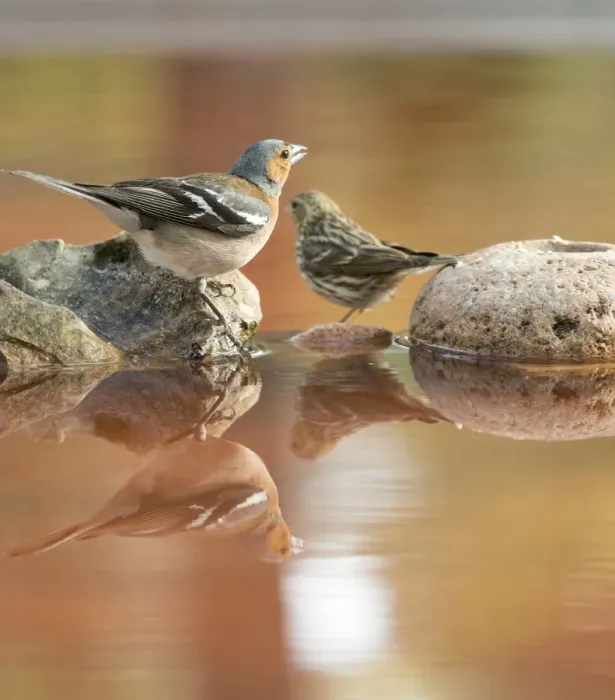 Framed Print : European Chaffinch, male Chaffinch bird species, (Fringilla coelebs ). European Greenfinch (Chloris chloris), famale, on a stone reflected in water