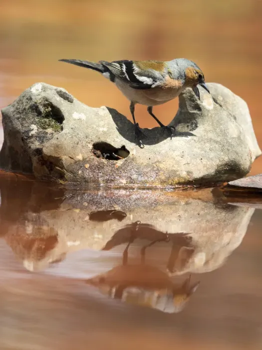 Framed Print : European Chaffinch, male Chaffinch bird species, (Fringilla coelebs ), Spain. On a stone reflected in water Framed Print : European Chaffinch, male Chaffinch bird species, (Fringilla coelebs ), Spain. On a stone reflected in water