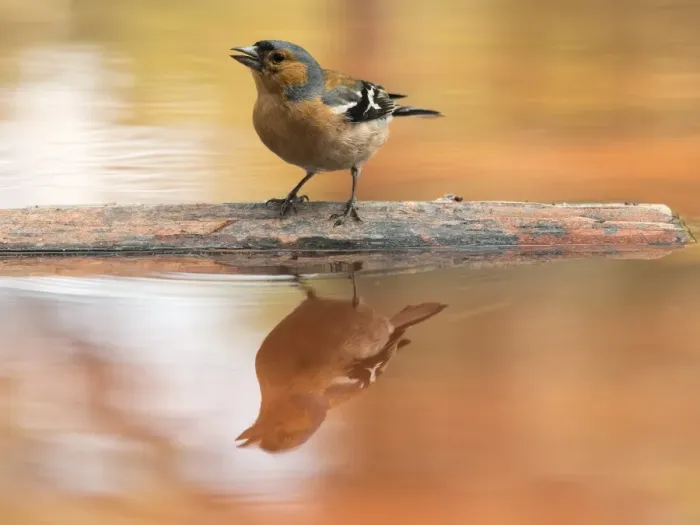 Framed Print : European Chaffinch, male Chaffinch bird species, (Fringilla coelebs ), Spain. On a stone reflected in water