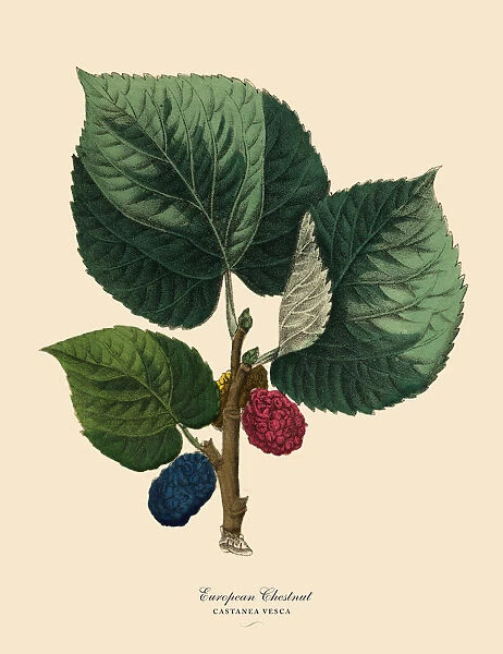 European Chestnut Tree, Victorian Botanical Illustration