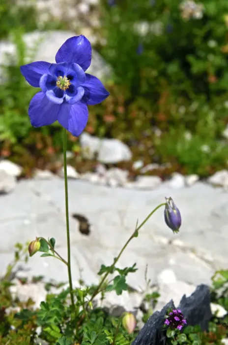 Framed Print : European Columbine -Aquilegia vulgaris-, Switzerland, Europe Framed Print : European Columbine -Aquilegia vulgaris-, Switzerland, Europe