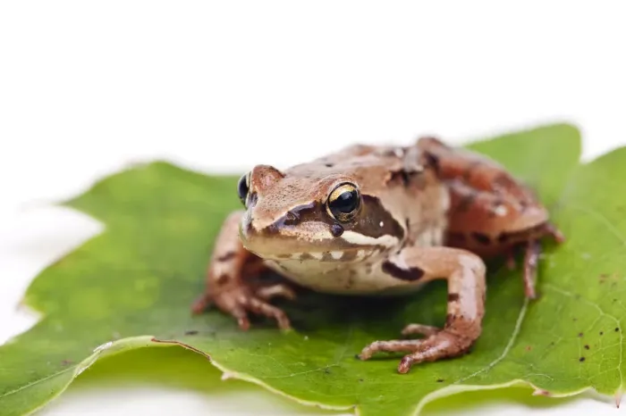Framed Print : European Common Brown Frog (Rana temporaria)