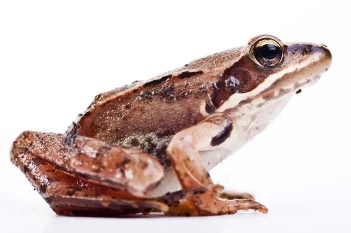 Framed Print : European Common Brown Frog (Rana temporaria) Framed Print : European Common Brown Frog (Rana temporaria)