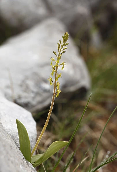 European Common Twayblade (Listera ovata), orchid, Burren, Ireland, Europe