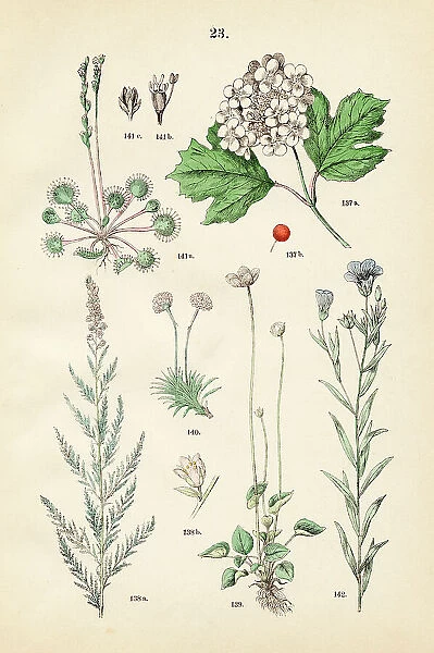 European cranberry bush, salt cedar, grass of Parnassus, sea thrift, round leaf sundew, flaxseed - Botanical illustration 1883