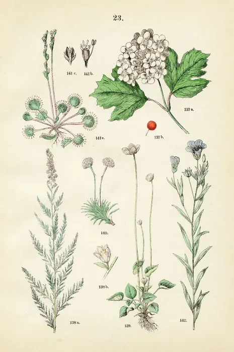 Framed Print : European cranberry bush, salt cedar, grass of Parnassus, sea thrift, round leaf sundew, flaxseed - Botanical illustration 1883 Framed Print : European cranberry bush, salt cedar, grass of Parnassus, sea thrift, round leaf sundew, flaxseed - Botanical illustration 1883