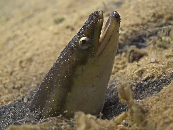 European eel -Anguilla anguilla- looking out of its sand cave, Lake Helenesee, near Frankfurt an der Oder, Brandenburg, Germany, Europe