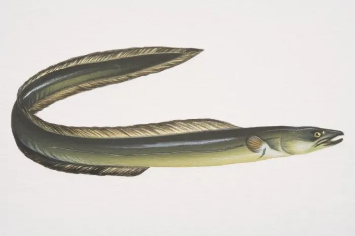 Framed Print : European Eel (Anguilla anguilla), side view Framed Print : European Eel (Anguilla anguilla), side view