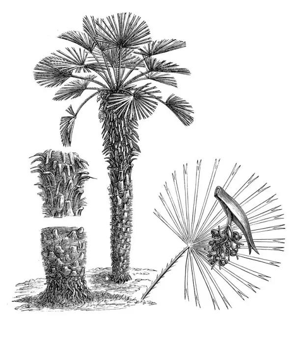 Framed Print : European fan palm, or the Mediterranean dwarf palm (chamaerops humilis) Framed Print : European fan palm, or the Mediterranean dwarf palm (chamaerops humilis)