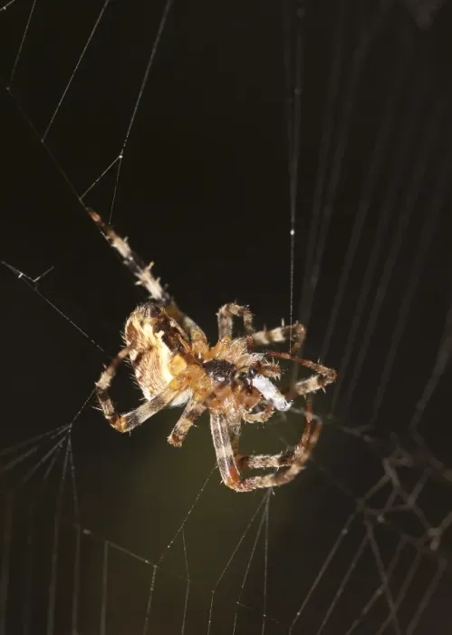 Framed Print : European garden spider -Araneus diadematus-, spider of the year 2010 Framed Print : European garden spider -Araneus diadematus-, spider of the year 2010